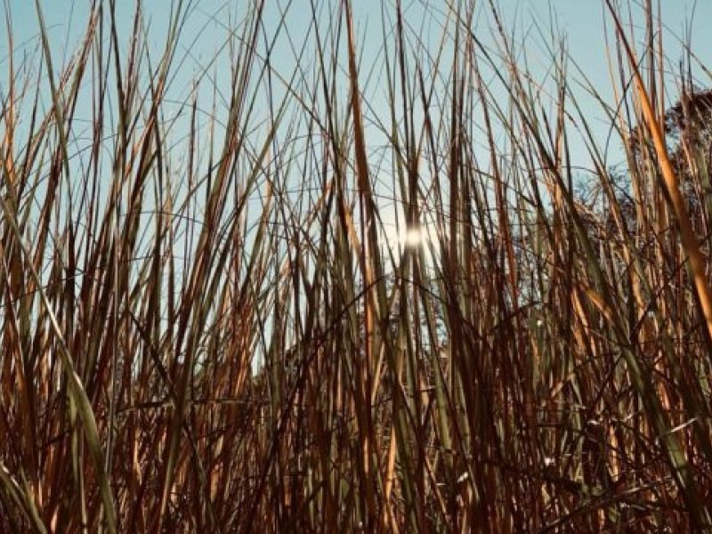 Photo of tall grass in the sunlight